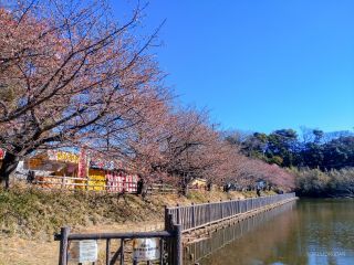 小松ヶ池公園の桜並木 2月20日①