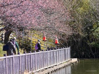 小松ヶ池公園の桜並木 2月20日②
