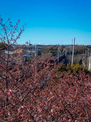 京急線と桜