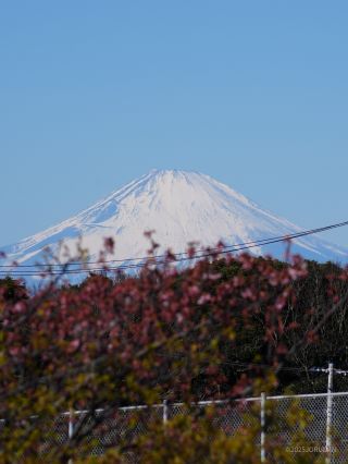 桜ごしに富士山を望めます