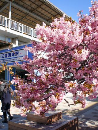 三浦海岸駅前 2月27日