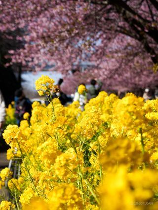 満開の菜の花と河津桜をぜひ