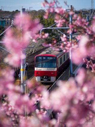 京急線の真っ赤なボディも桜と似合います