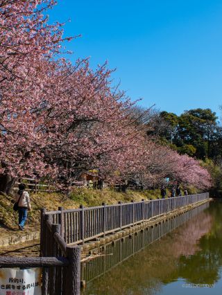 小松ヶ池公園の桜並木 2月27日