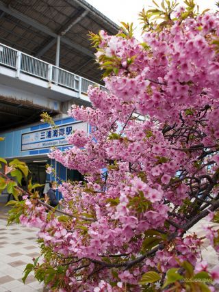 三浦海岸駅前 3月6日