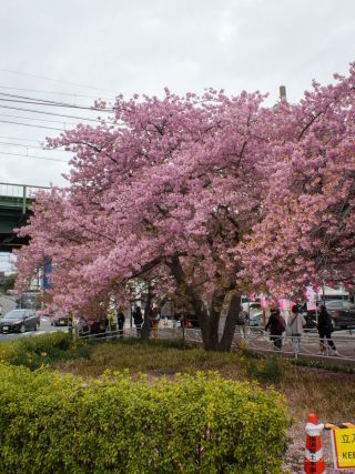 京急線高架下 2月27日