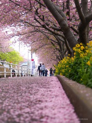 足元にも桜色が広がってきました