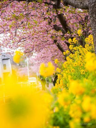菜の花も桜もまだまだ楽しめます