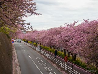 京急線の桜並木
