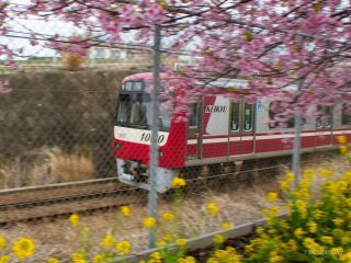 京急線と桜の共演もお楽しみください