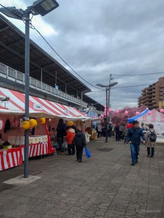 桜まつり会場午前9時半、すでに混雑