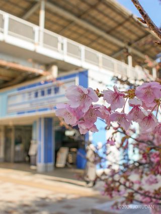 三浦海岸駅前 2月4日