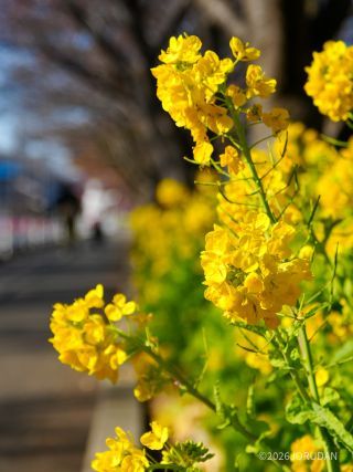 菜の花はすでに見頃！