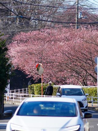 小松ヶ池公園入口、遠くから見ると満開のよう