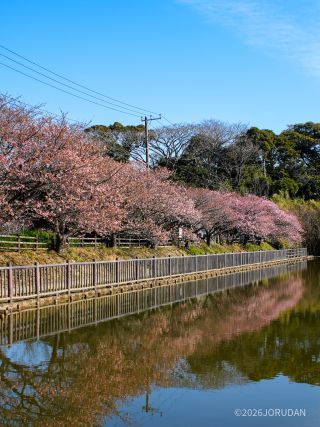 小松ヶ池公園内も美しいピンク色