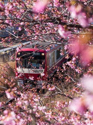 京急線と桜のコラボも見どころのひとつ