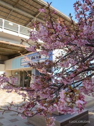 三浦海岸駅前 2月10日