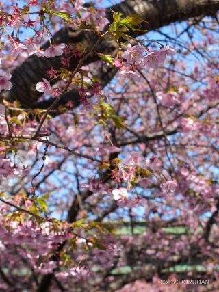 京急線高架前 2月10日