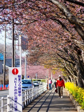 京急線沿い桜並木 2月10日
