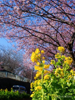 菜の花と合わせると春一色