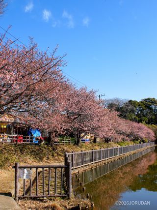 早くも見ごろに近づきつつあります