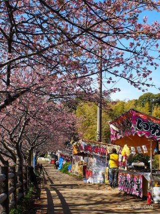 屋台も営業中、のんびり桜を楽しみましょう