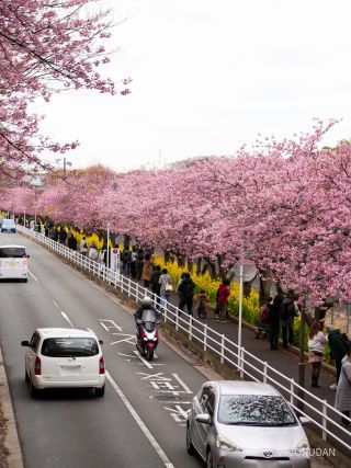 京急線沿いにピンクの並木道が続く