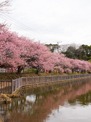 小松ヶ池公園も満開 2月17日