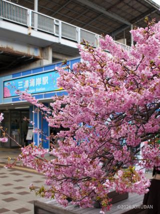 駅看板も桜仕様に 三浦海岸駅前2月17日