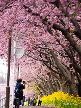 菜の花とのコントラストをお楽しみください