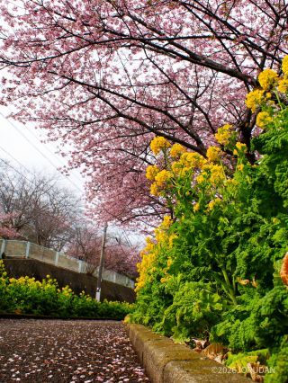 歩道には少しずつ桜の花びらが