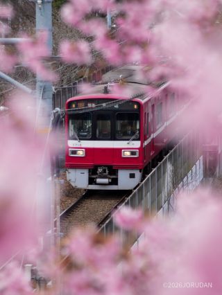 京急の電車と桜の競演も楽しめるのがポイント