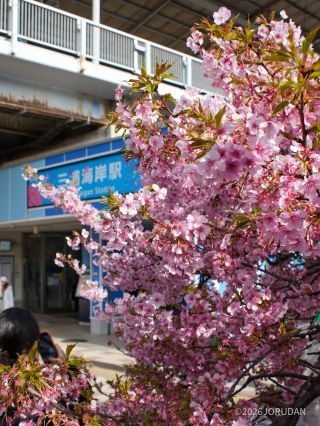 京急線沿いにピンクの並木道が続く