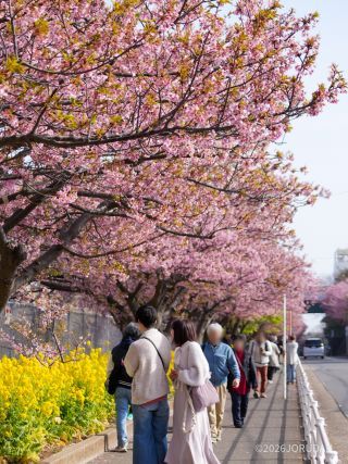 駅看板も桜仕様に 三浦海岸駅前2月17日