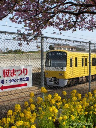 三浦の大根を始め、ドライフルーツや三崎まぐろのグルメも