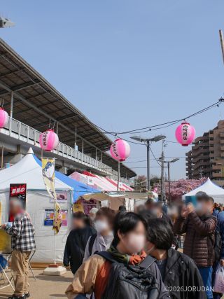 菜の花とのコントラストをお楽しみください