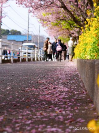 歩道がピンク色に染まってきました