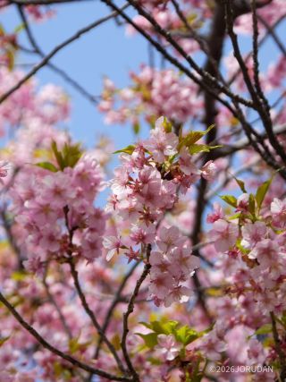 早いもので河津桜のシーズンも終盤です
