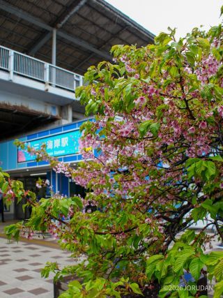 三浦海岸駅前、ほぼ葉桜に