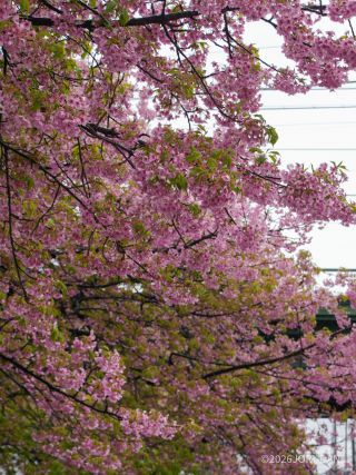 京急線高架前は見ごたえたっぷりの桜の景色