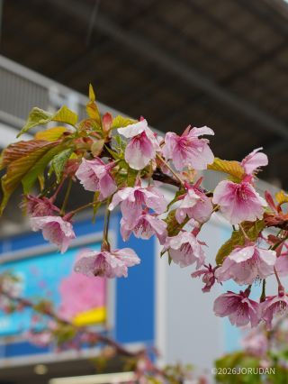 雨の河津桜にも風情を感じます