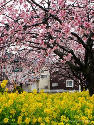 桜園地は今が春爛漫