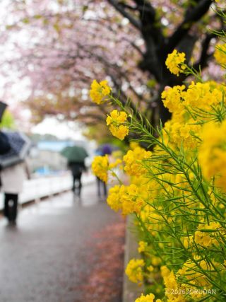 春のビタミンカラーをお楽しみください