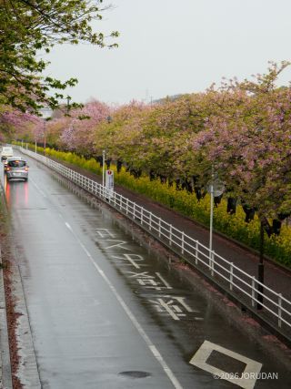 今シーズン最後の河津桜をぜひ