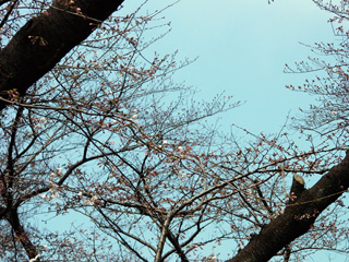 3/29上野公園の桜の様子