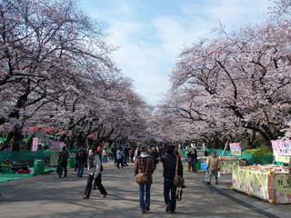 上野公園の桜並木１