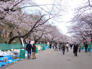 上野公園の桜並木２