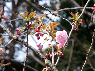 遅咲きの「関山」