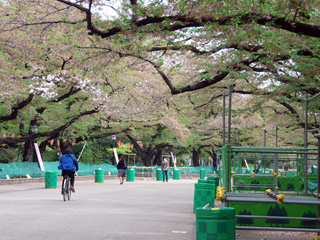 ソメイヨシノはほぼ葉桜に