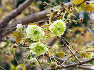 園里黄桜（ソノサトキザクラ）という品種